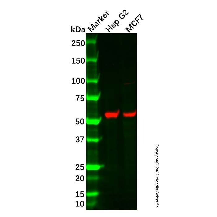 Recombinant KAT8/MYST1/MOF Antibody -    by Aladdin Scientific