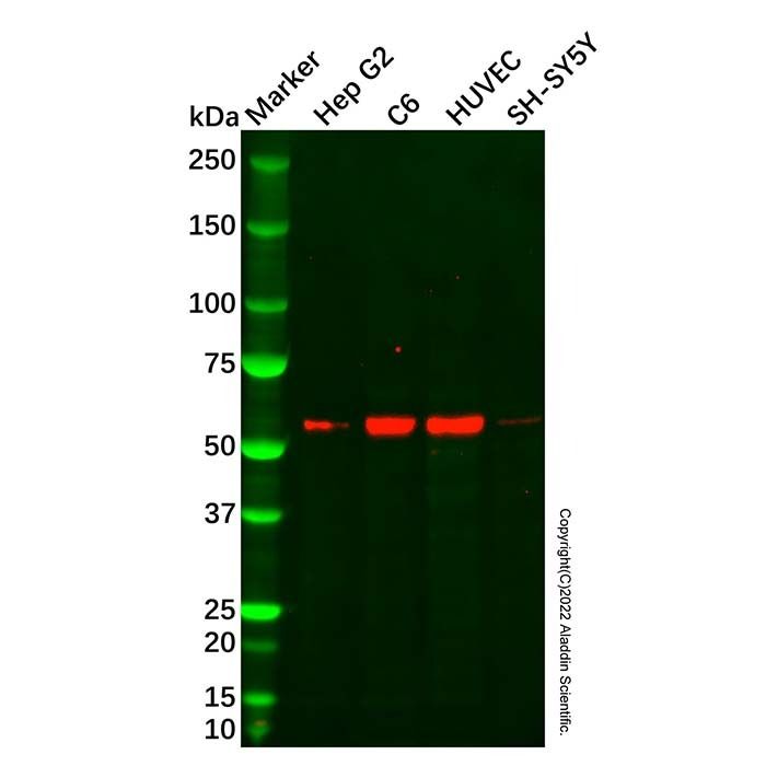 KCNA3 Antibody -    by Aladdin Scientific