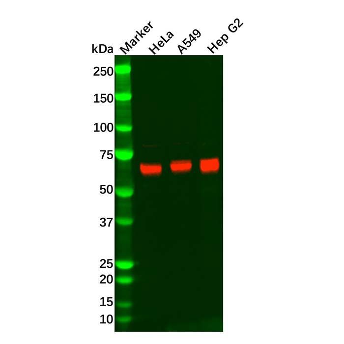 Recombinant Keap1 Antibody -    by Aladdin Scientific
