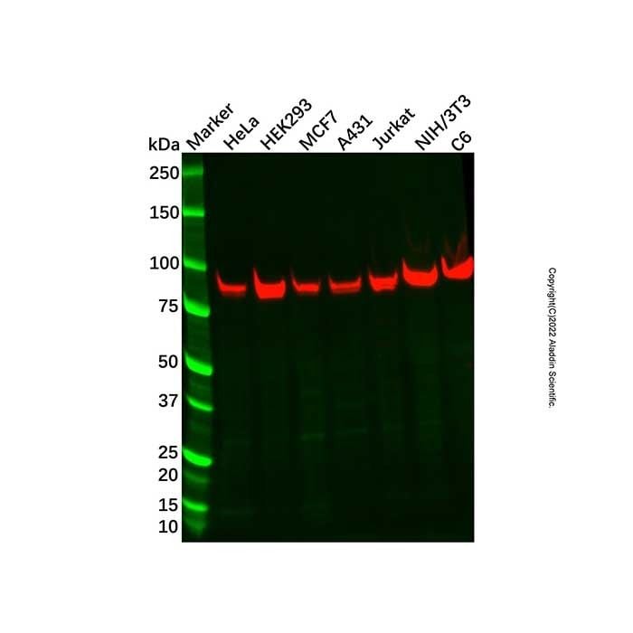 Recombinant KHSRP Antibody -    by Aladdin Scientific