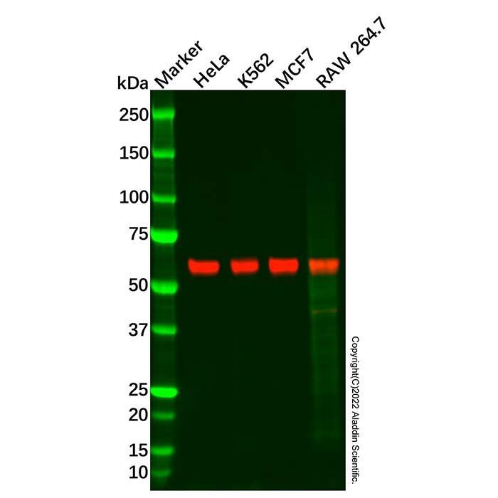 Recombinant KIAA0652/ATG13 Antibody -    by Aladdin Scientific