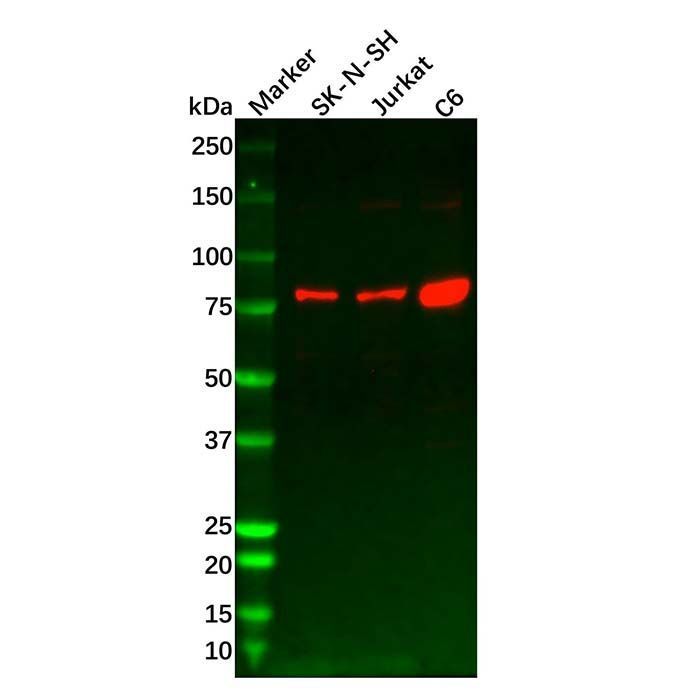 Recombinant KIF3A Antibody -    by Aladdin Scientific