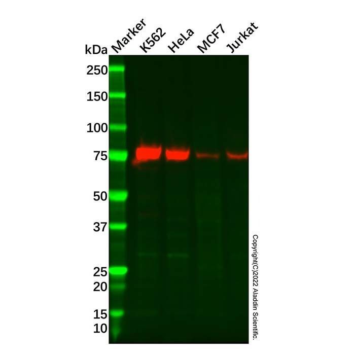 Recombinant KIFC1 Antibody -    by Aladdin Scientific