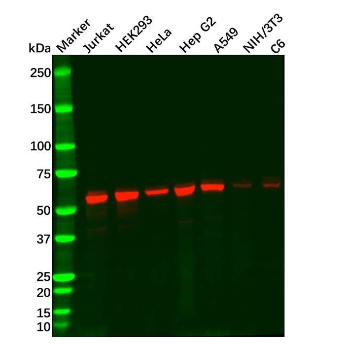 KPNA2 Mouse mAb -    by Aladdin Scientific