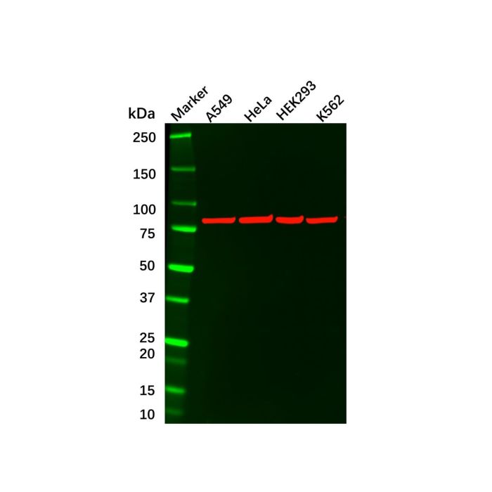 Ku80 Mouse mAb -    by Aladdin Scientific