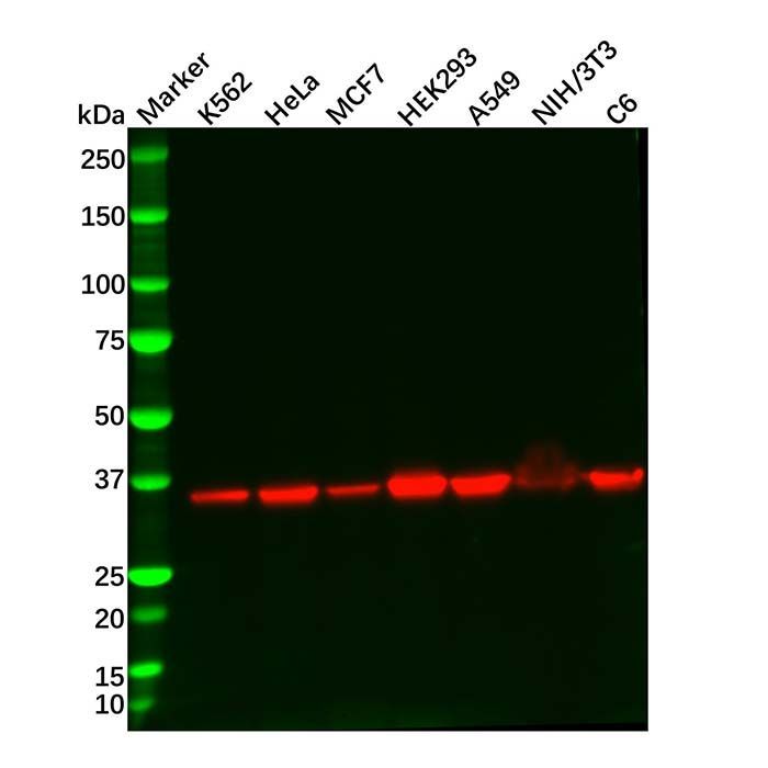 Recombinant Lactate Dehydrogenase Antibody -    by Aladdin Scientific