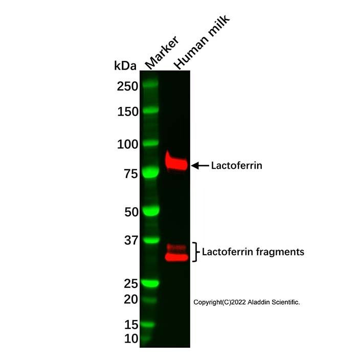 Recombinant Lactoferrin Antibody -    by Aladdin Scientific