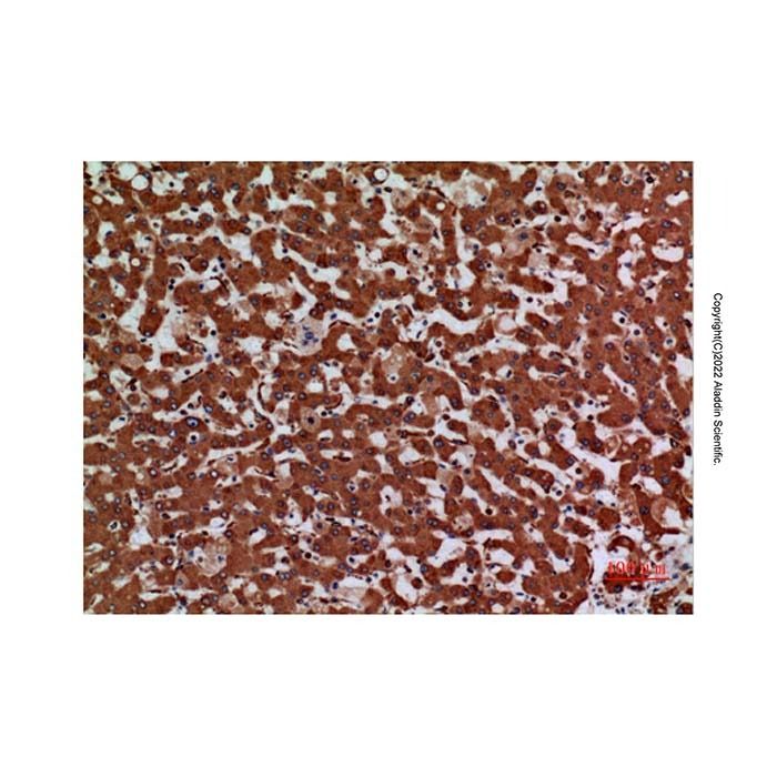 LAMC2 Antibody -    by Aladdin Scientific