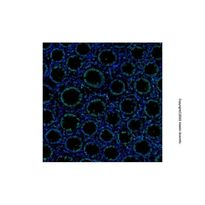 Recombinant Lamin B1 Antibody -    by Aladdin Scientific