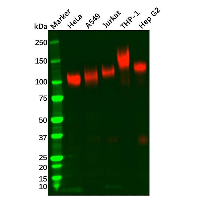 Recombinant LAMP2 Antibody -    by Aladdin Scientific