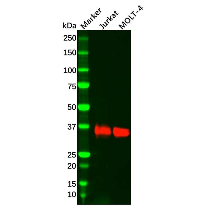 Recombinant LAT Antibody -    by Aladdin Scientific