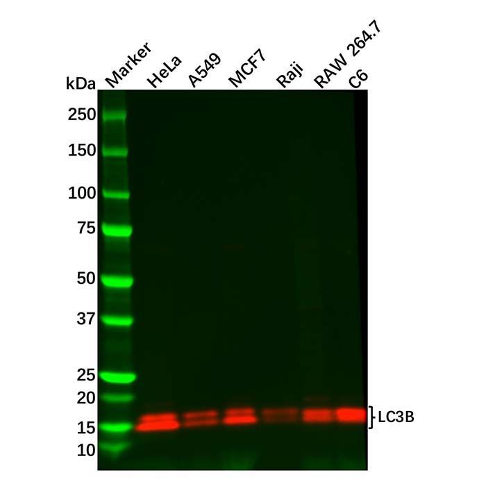 Recombinant LC3B Antibody -    by Aladdin Scientific