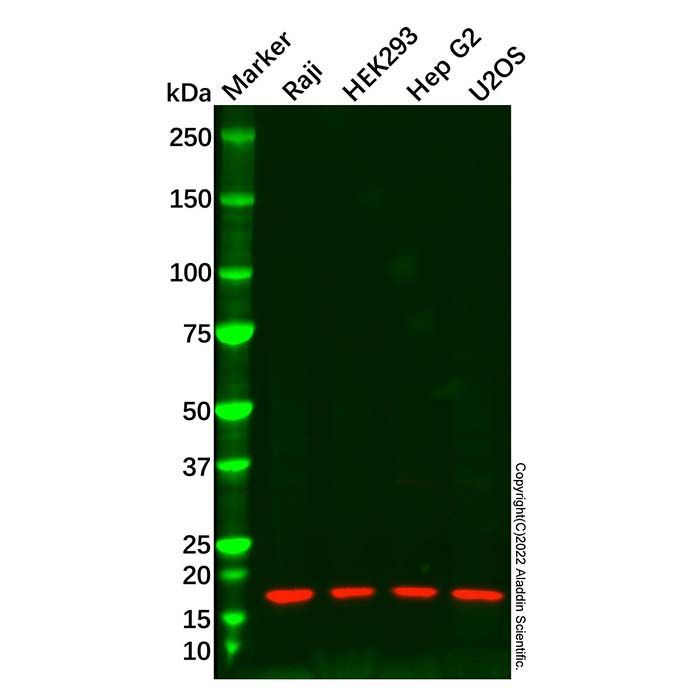 LC3C Antibody -    by Aladdin Scientific