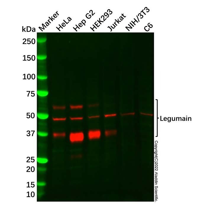 Recombinant Legumain Antibody -    by Aladdin Scientific