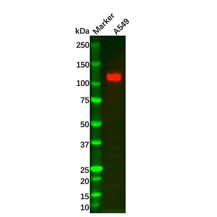 Recombinant LI Cadherin Antibody -    by Aladdin Scientific