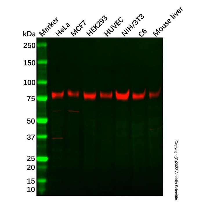 Recombinant LIMPII Antibody -    by Aladdin Scientific