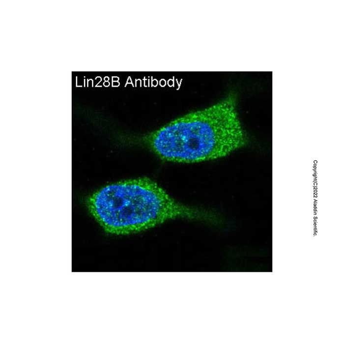 Recombinant LIN28B Antibody -    by Aladdin Scientific