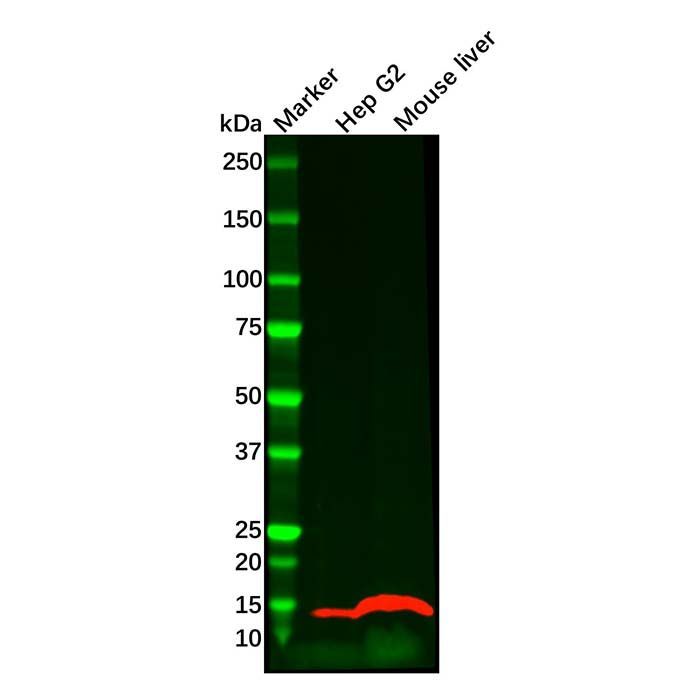 liver FABP Mouse mAb -    by Aladdin Scientific