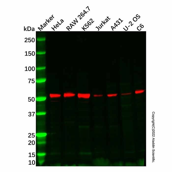 LKB1 Antibody -    by Aladdin Scientific
