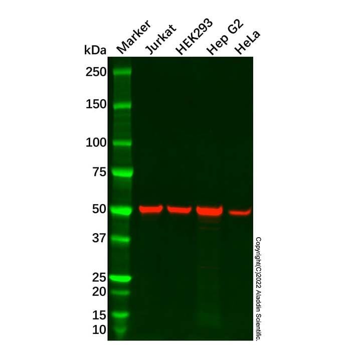 LMAN1 Antibody - by Aladdin Scientific