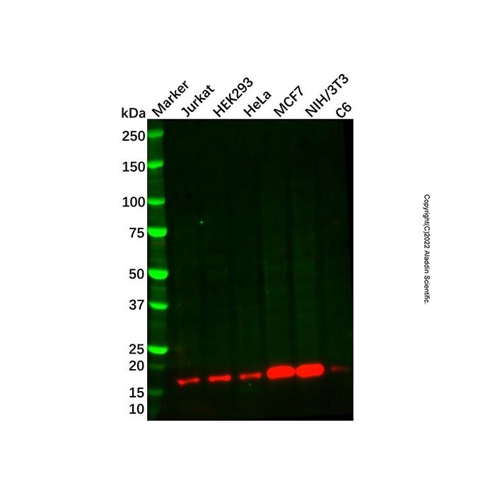 Recombinant LMO4 Antibody -    by Aladdin Scientific