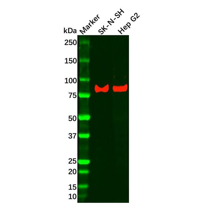 Recombinant LRP1 Antibody -    by Aladdin Scientific