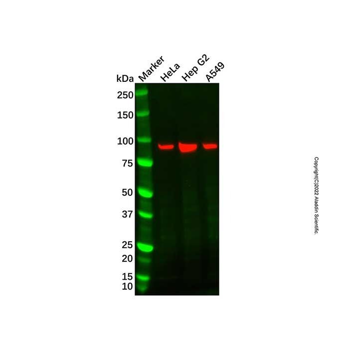 Recombinant LSD2/AOF1 Antibody - by Aladdin Scientific