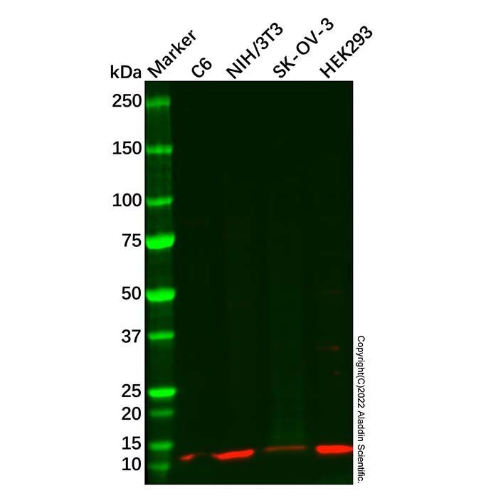 LSM2 Antibody -    by Aladdin Scientific