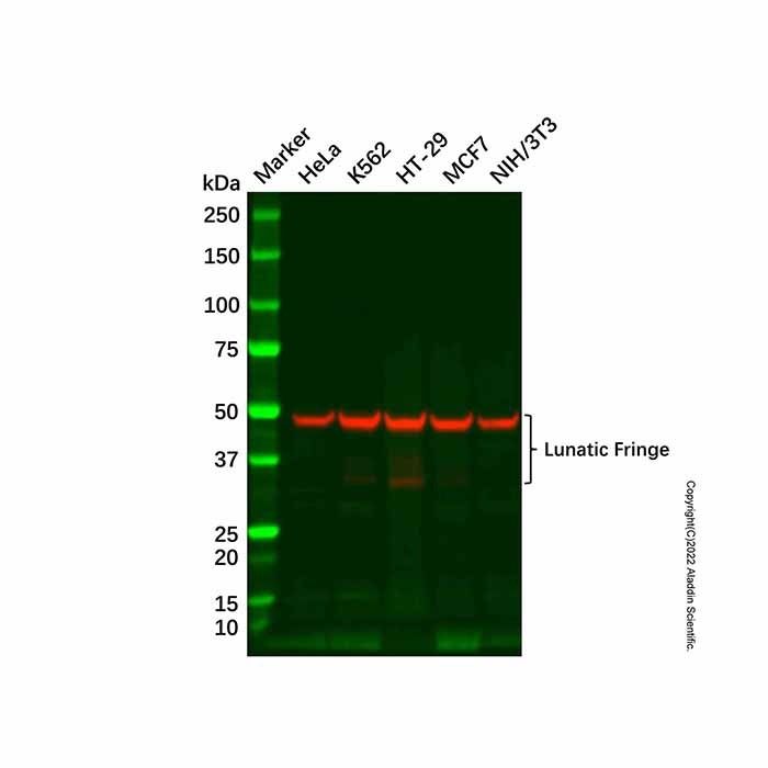 Recombinant Lunatic Fringe Antibody -    by Aladdin Scientific
