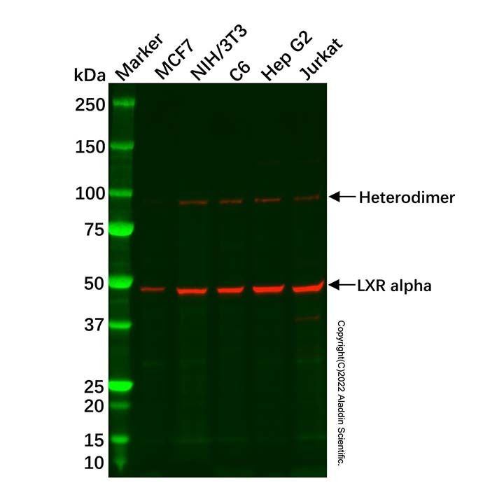 Recombinant LXR alpha Antibody -    by Aladdin Scientific