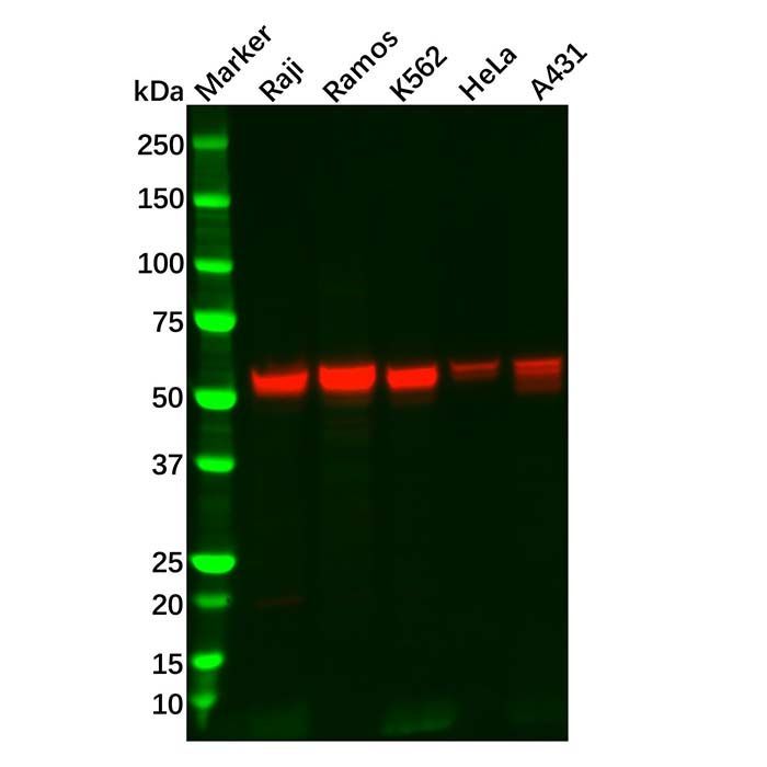 Lyn Mouse mAb -    by Aladdin Scientific