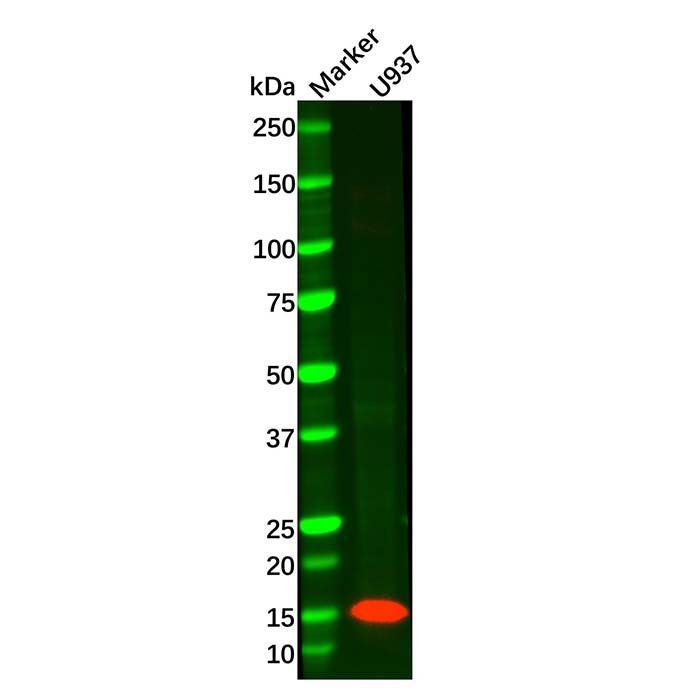 Recombinant Lysozyme Antibody -    by Aladdin Scientific