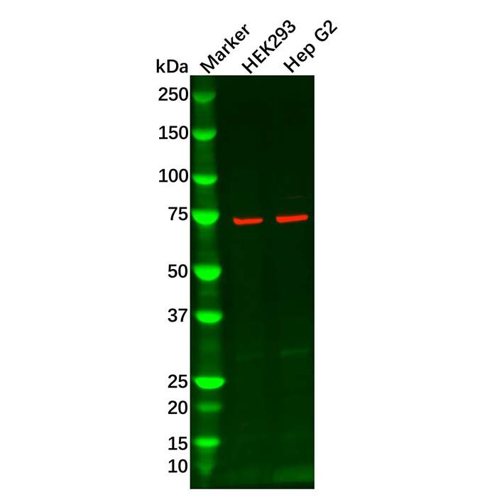 LysRS Antibody -    by Aladdin Scientific