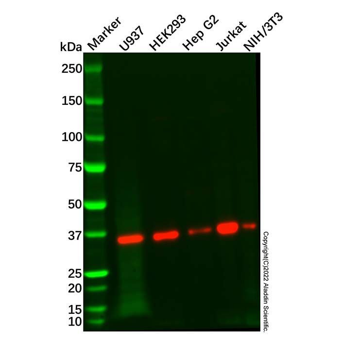 LZTFL1 Antibody -    by Aladdin Scientific