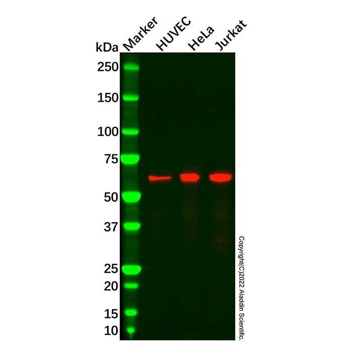 Recombinant MAdCAM1 Antibody - by Aladdin Scientific