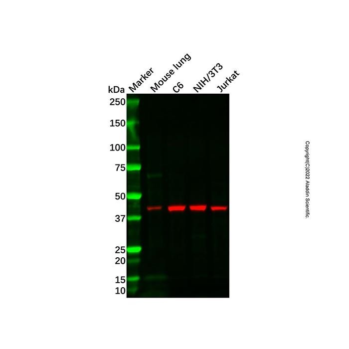 MADH7/SMAD7 Antibody - by Aladdin Scientific