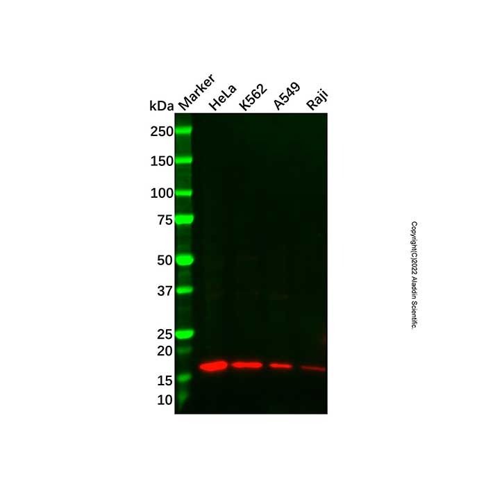 Recombinant MAGOH Antibody -    by Aladdin Scientific
