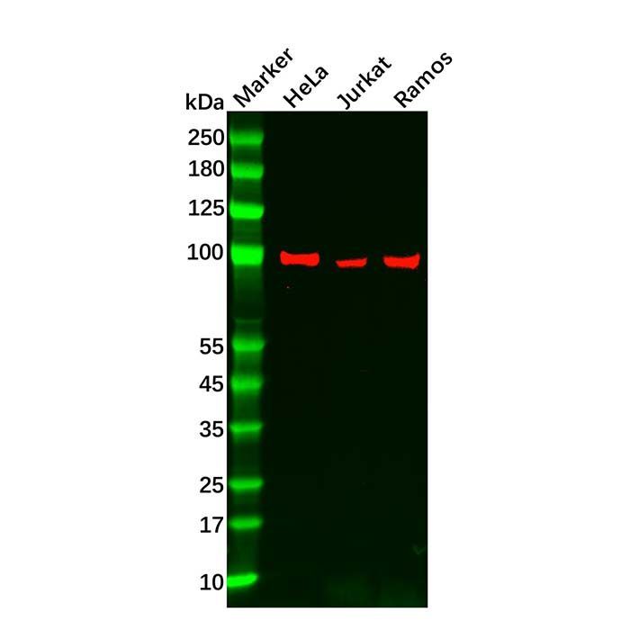 Recombinant MALT1/MLT Antibody -    by Aladdin Scientific