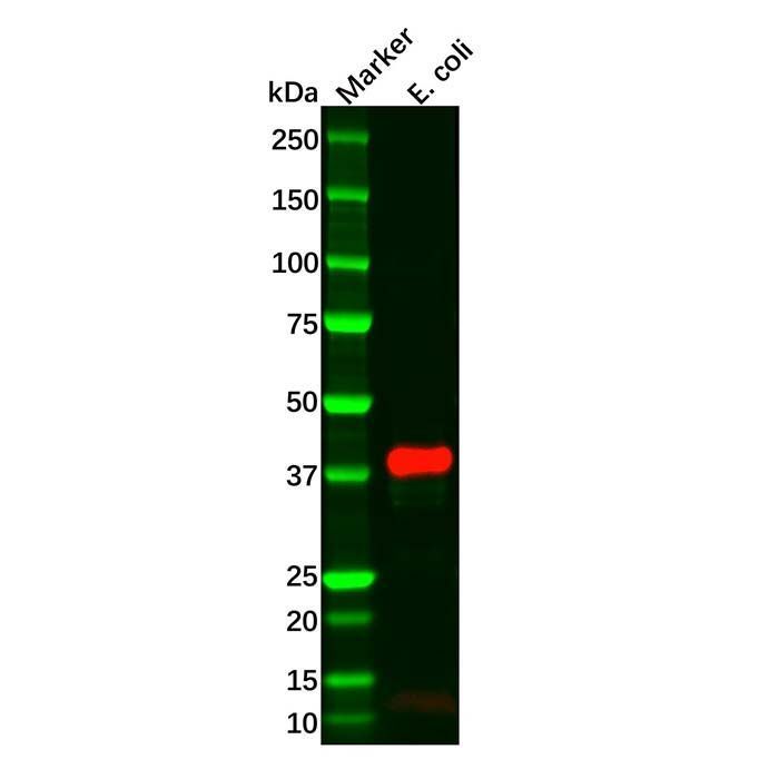 Recombinant Maltose Binding Protein Antibody -    by Aladdin Scientific