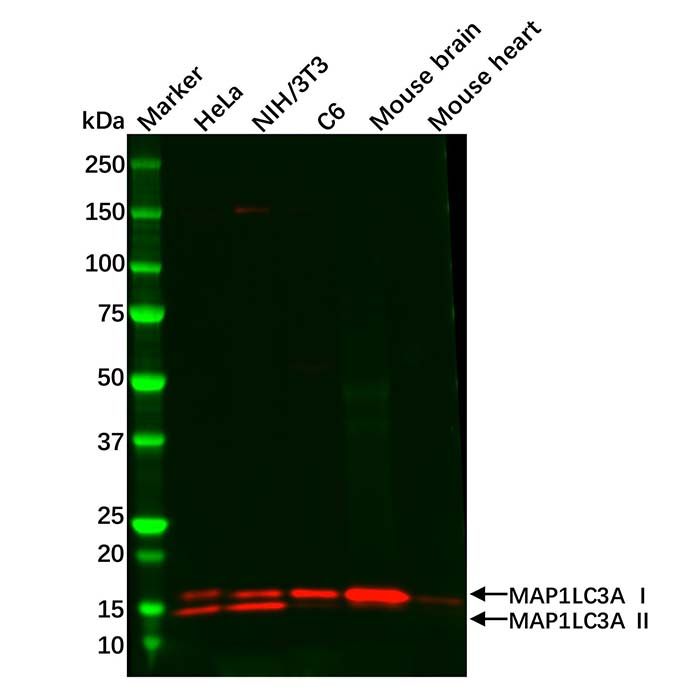 Recombinant MAP1LC3A Antibody -    by Aladdin Scientific