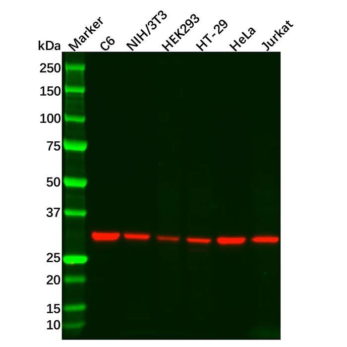 MAPRE1/EB1 Mouse mAb -    by Aladdin Scientific