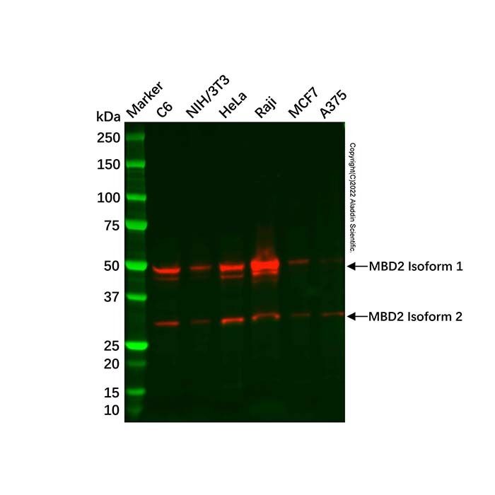Recombinant MBD2 Antibody -    by Aladdin Scientific