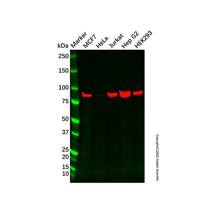 Recombinant MCAK Antibody -    by Aladdin Scientific