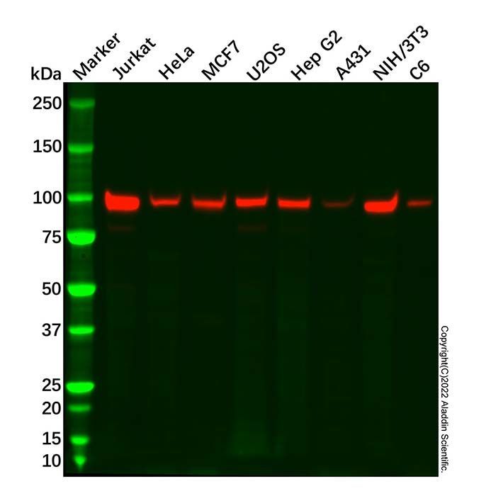 Recombinant MCM6 Antibody -    by Aladdin Scientific