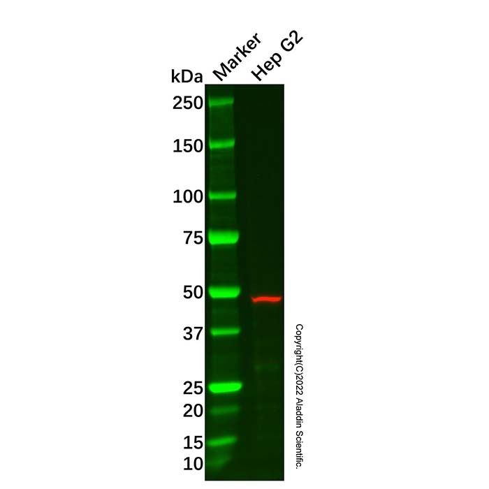 MCT14 Antibody -    by Aladdin Scientific