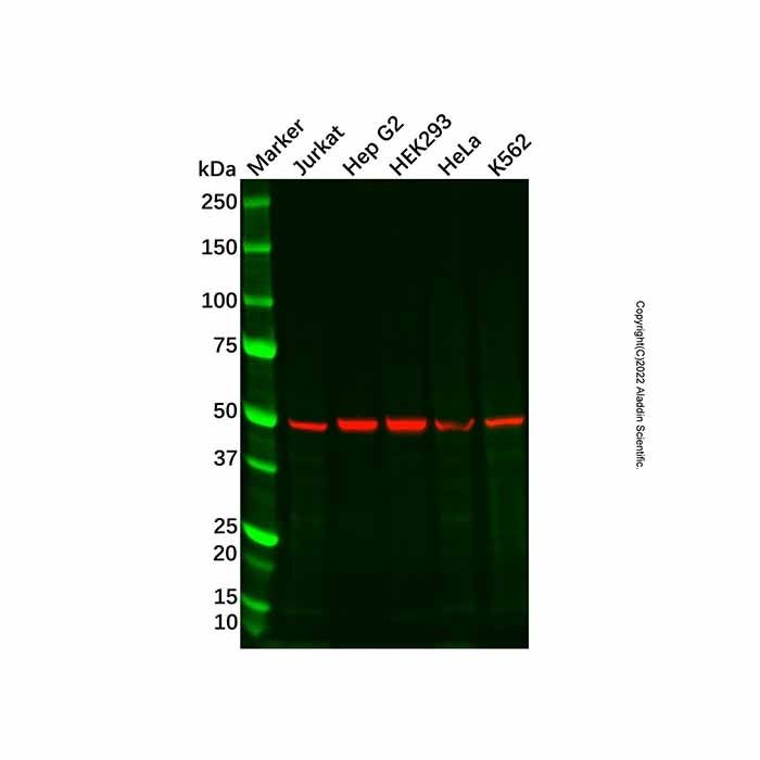 Recombinant MCT1/Monocarboxylic acid transporter 1 Antibody -    by Aladdin Scientific