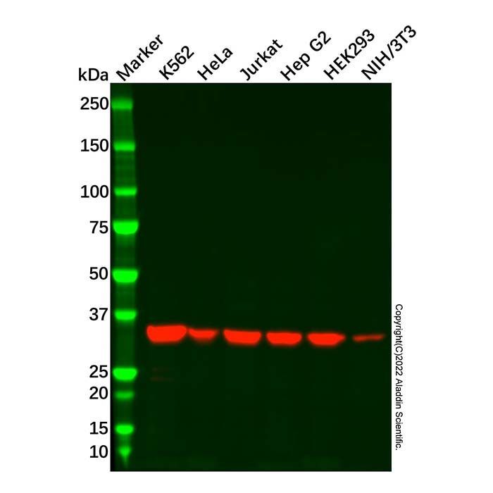Recombinant MDH2 Antibody -    by Aladdin Scientific