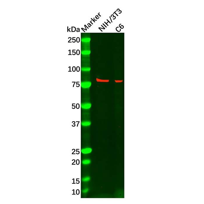MeCP2 Mouse mAb -    by Aladdin Scientific
