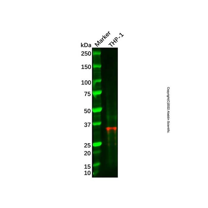 Recombinant MED4 Antibody -    by Aladdin Scientific