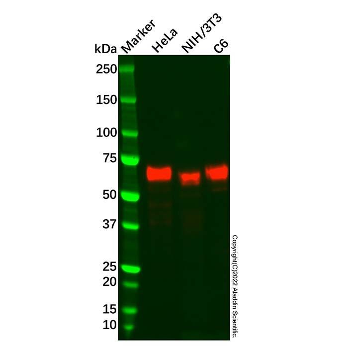 Recombinant MEF2A Antibody -    by Aladdin Scientific